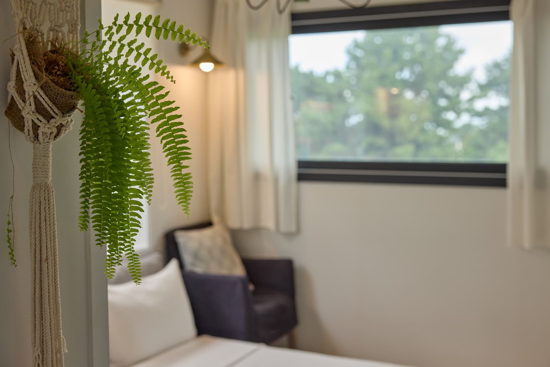 窓辺に吊るされたシダの鉢植え